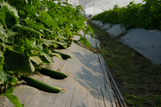 Drip irrigation method enables effective and timely application of water, reducing waste. Black Box Sounds/World Bank
